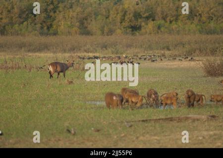 Femmina cantare-cantare waterbuck Kobus ellissiprymnus unctuosus e Guinea baboons Papio papio in primo piano. Parco Nazionale Niokolo Koba. Senegal. Foto Stock