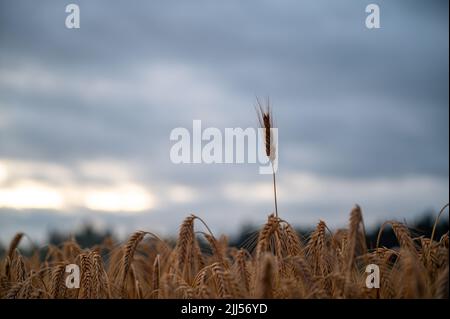 Orecchio di grano che attacca fuori dell'intero campo di piantagione di raccolto dorato che cresce sotto un cielo di sera. Foto Stock