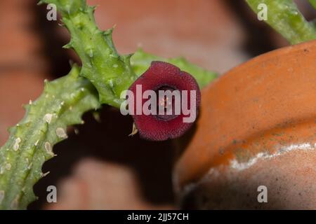 Fiore di un drago rosso, huernia schneideriana Foto Stock