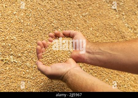 Raccolto, primo piano delle mani del coltivatore che tiene grani di grano contro lo sfondo di grano Foto Stock