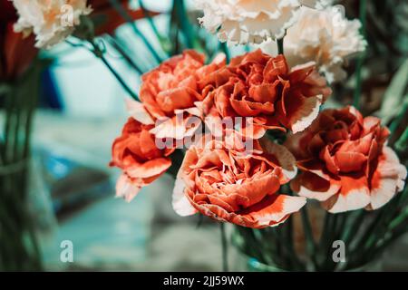 fiori rossi arancioni rustici con steli lunghi Foto Stock