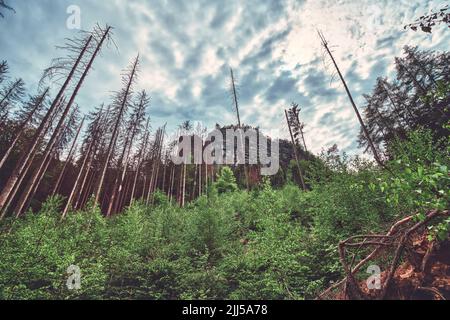 foresta con alberi morti nella Riserva Svizzera Sassone Foto Stock