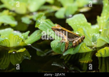 Grilliant Forest Frog (Lithobates warszewitschii) su vegetazione verde in stagno Foto Stock