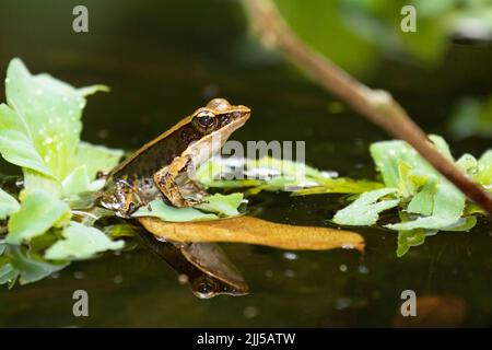 Grilliant Forest Frog (Lithobates warszewitschii) su vegetazione verde in stagno Foto Stock