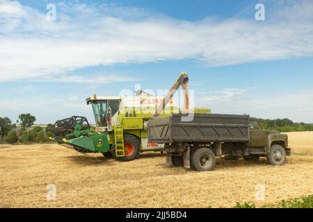 Ucraina, Vartekivtsi, 19 luglio 2022. Sovraccarico della granella dalle mietitrebbia al dumper per granella su campo. Scolare la trebbiatrice versando il frumento raccolto Foto Stock