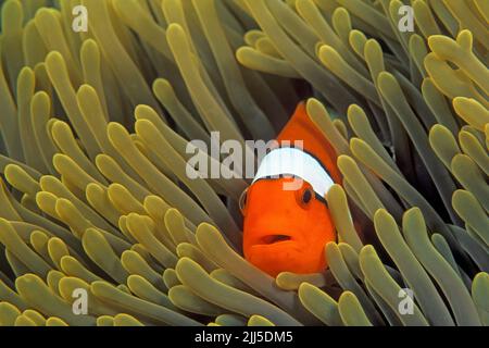 Falso pesce pagliaccio percula (Amphiprion ocellaris), vive in simbiosi con anemoni marini, Isole Similan, Parco Nazionale Marino, Thailandia, Mare delle Andamane Foto Stock