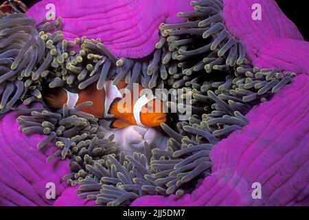 Falso pesce pagliaccio percula (Amphiprion ocellaris), vive in simbiosi con anemoni marini, Isole Similan, Parco Nazionale Marino, Thailandia, Mare delle Andamane Foto Stock