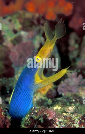 Anguilla a nastro blu e giallo (Rhinomuraena quaesita), maschio, noto anche come ghost moray, protandry, Nord Sulawesi, Indonesia Foto Stock