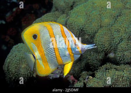 Pesce farfalla color rame o pesce corallo becco (Chelmon rostratus), Indonesia, Irian Jaya, Oceano Pacifico