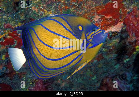 Angelfish ad anello blu (Pomacanthus Annularis), Phuket, Mare delle Andamane, Thailandia, Asia Foto Stock