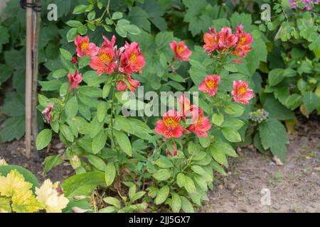 Alstroemeria x Hybrid (un ibrido noto anche come il peruviano giglio rosa o giglio degli Incas) fiorendo in un giardino in Inghilterra nel mese di luglio Foto Stock