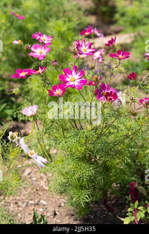 Kings Cosmos Cosimo Rosso-Bianco (Cosmos bipinnatus) della famiglia Asteraceae con fiori bicolore rosa petalo e bianco fioritura in estate. Inghilterra Foto Stock