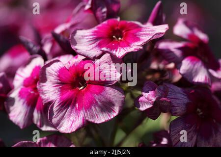Ortensia, o hortensia, fiori in un giardino. Vista ravvicinata Foto Stock