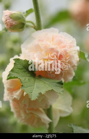 Fiore di Hollyhock, Alcea rosea, in un giardino. Vista ravvicinata Foto Stock