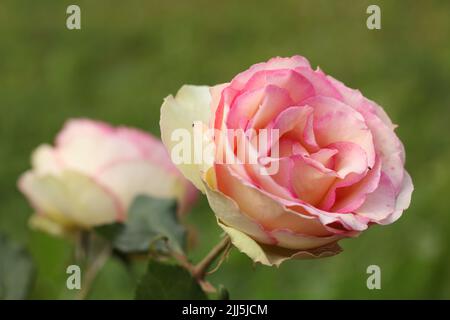 Fiori di rosa ibridi, cultivar Jalitah, in un giardino Foto Stock