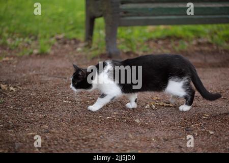 Gatto da caccia in un parco cittadino Foto Stock