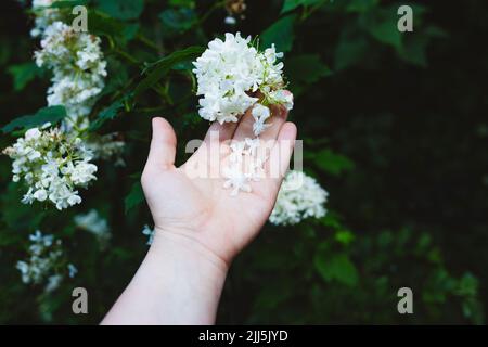 Mano di donna che tocca i fiori di Sambucus in giardino Foto Stock