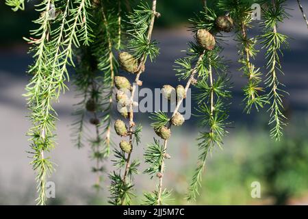 fresco verde larice coni closeup fuoco selettivo Foto Stock