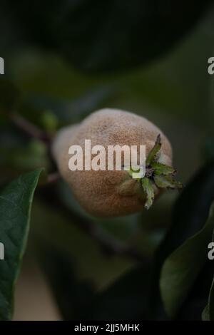 Mele cotogne (Cydonia oblona) - varietà vranja (Vranja) (sin. 'Bereczki') Foto Stock