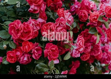 Roseto con rose rosse fiorite Foto Stock