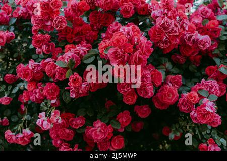 Roseto con rose rosse fiorite Foto Stock