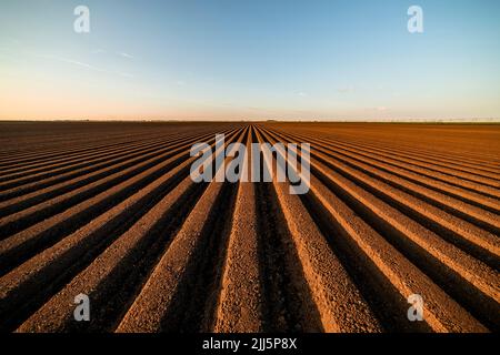 Seminativi terra agricola sotto cielo blu al tramonto Foto Stock