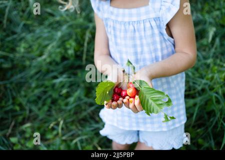 Ragazza con le mani cucite tenendo le ciliegie fresche Foto Stock