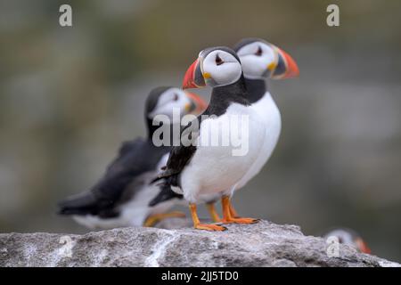 Soffini dell'Atlantico (Fratercola artica) in piedi su una superficie rocciosa Foto Stock