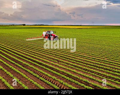 Trattore che spruzza insetticida su raccolti di soia Foto Stock