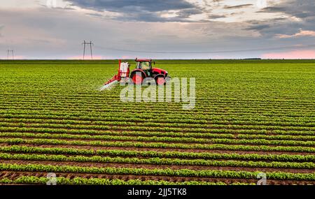 Trattore che spruzza pesticidi su colture di soia al tramonto Foto Stock