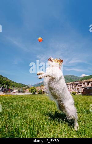 Jack Russell Terrier gioca con la palla nel parco Foto Stock