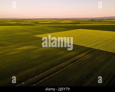 Vista con droni di vasti campi di cipolla e grano al crepuscolo Foto Stock