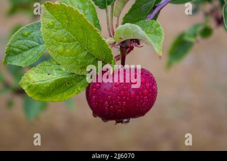 Red Apple Hanging su una filiale ad albero. Una mela rossa e le sue foglie verdi sono ricoperte di gocce di pioggia. La fotografia è stata scattata in un giorno piovoso. Foto Stock