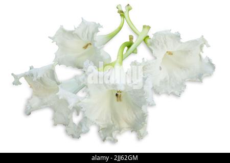 Dado taglio di Trumpet albero su bianco isolato. Foto Stock