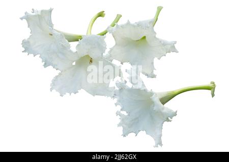 Dado taglio di Trumpet albero su bianco isolato. Foto Stock