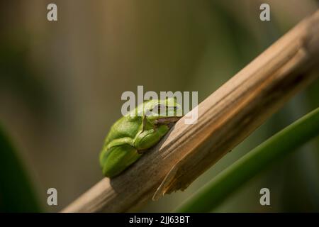 Maschio di rana europea (Hyla arborea) seduto su foglia secca di cattaglia in attesa di femmine durante la stagione di riproduzione. Macro fauna selvatica prendere con beige verde Foto Stock