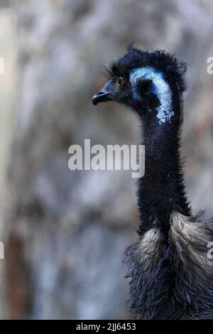 070 dettaglio della testa dell'uccello emu all'ombra con sfondo sfocato. Brisbane, Australia. Foto Stock