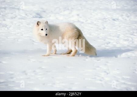 Fauna selvatica. Volpe artica. Alaska. Nord America. (Vulpes lagopus) Foto Stock