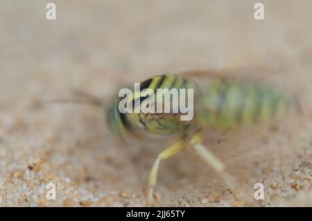 Sabbia vespa Bembix sp. Scavando un buco per costruzione nido. Pictur Blur per suggerire il movimento. Riserva naturale di Popenguine. Thi. Senegal. Foto Stock