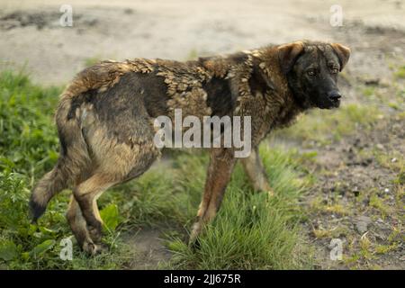 Cane randagio su strada. Il cane è in città. Dettagli della vita dell'animale senza casa. Animale domestico abbandonato. Foto Stock