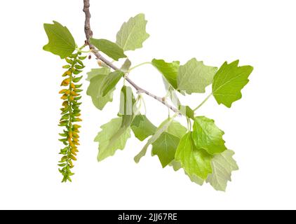 Populus alba, comunemente chiamato pioppo d'argento, pioppo argentato, o pioppo bianco. Ramo fiorente. Isolato su sfondo bianco. Foto Stock