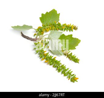 Populus alba, comunemente chiamato pioppo d'argento, pioppo argentato, o pioppo bianco. Ramo fiorente. Isolato su sfondo bianco. Foto Stock