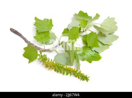 Populus alba, comunemente chiamato pioppo d'argento, pioppo argentato, o pioppo bianco. Ramo fiorente. Isolato su sfondo bianco. Foto Stock