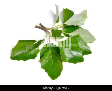 Populus alba, comunemente chiamato pioppo d'argento, pioppo argentato, o pioppo bianco. Isolato su sfondo bianco. Foto Stock