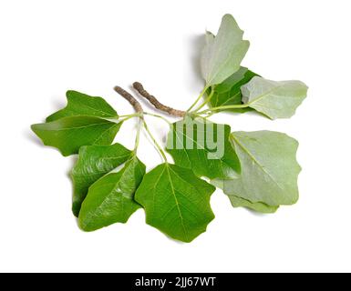 Populus alba, comunemente chiamato pioppo d'argento, pioppo argentato, o pioppo bianco. Isolato su sfondo bianco. Foto Stock