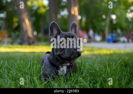 il cane si trova sul prato nel parco si sbuccia da dietro l'erba crescente bulldog francese gioca nel parco Foto Stock