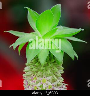 Giglio di ananas, Eucomis pianta bicolore, perenne bulboso con fiore di colore viola Foto Stock