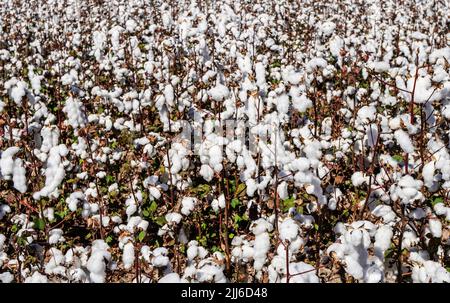 Raccolto di cotone nel campo Foto Stock