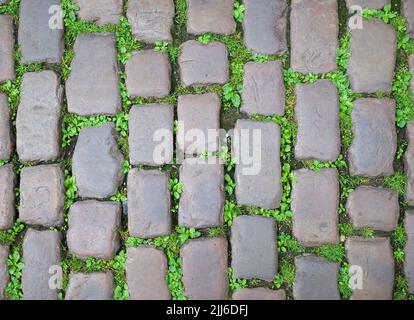 Vecchia strada di Cobblestone pavimentazione con erba verde che cresce tra le pietre. Foto Stock