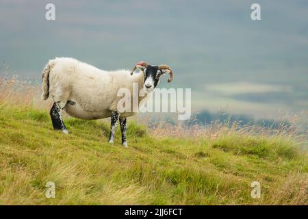 Scottish Blackface Swaledale ewe, o pecora femminile con corna ricci e vello spesso, si trovava in un lussureggiante prato estivo a Swaledale, nel North Yorkshire. FAC Foto Stock